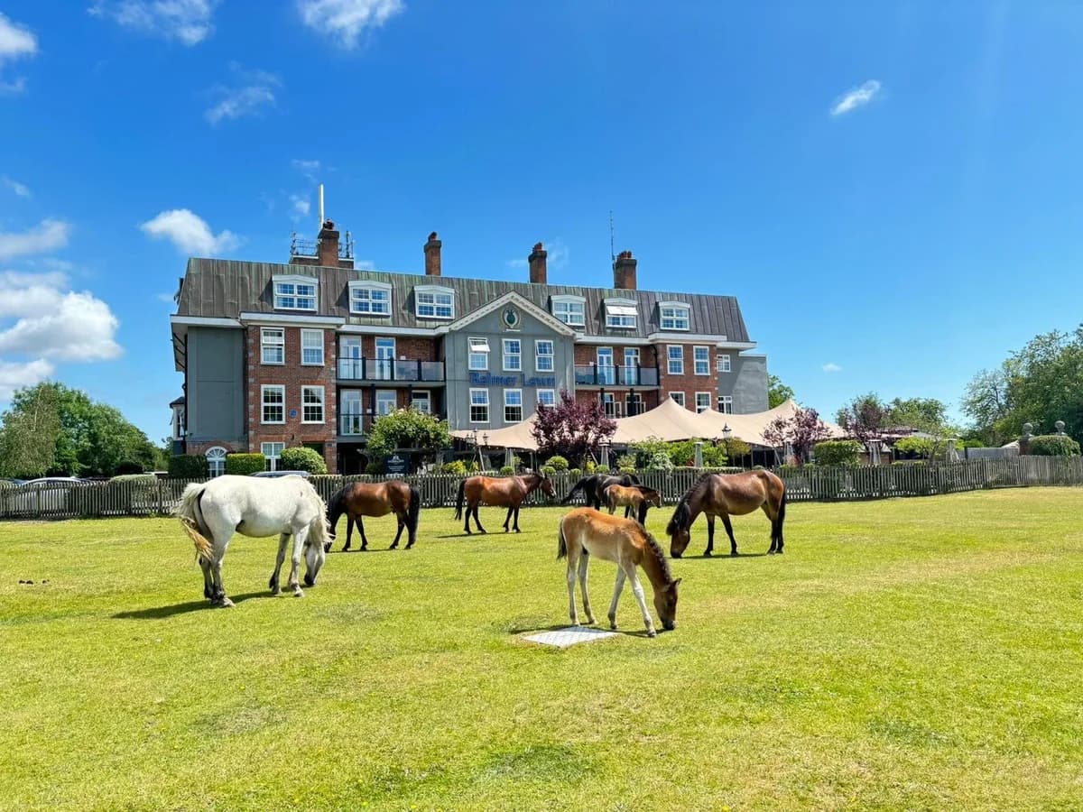 Balmer Lawn Hotel & The New Forest Spa | Brockenhurst