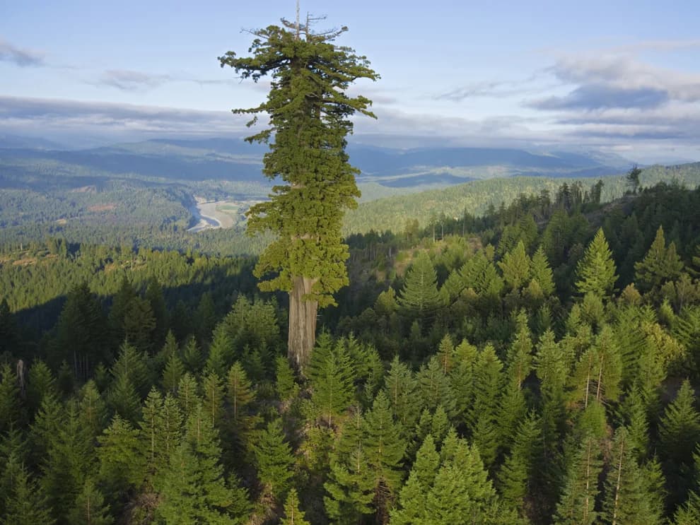 Tall Trees