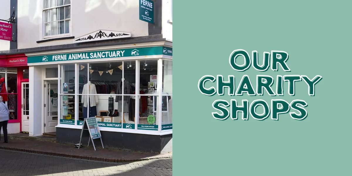 Ferne Animal Sanctuary Charity